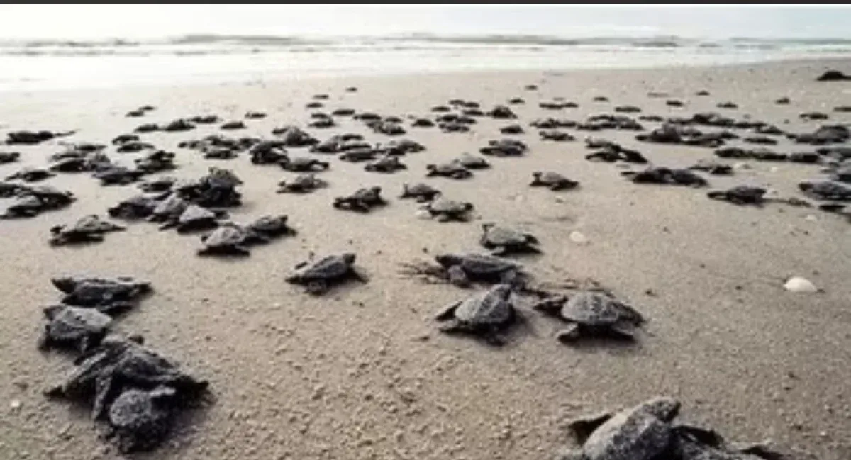 Antalya sahillerinde 25 bin caretta caretta yavrusu denizle buluştu