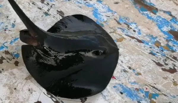 Oltaya nesli tükenme tehdidi altında olan mor vatoz takıldı.